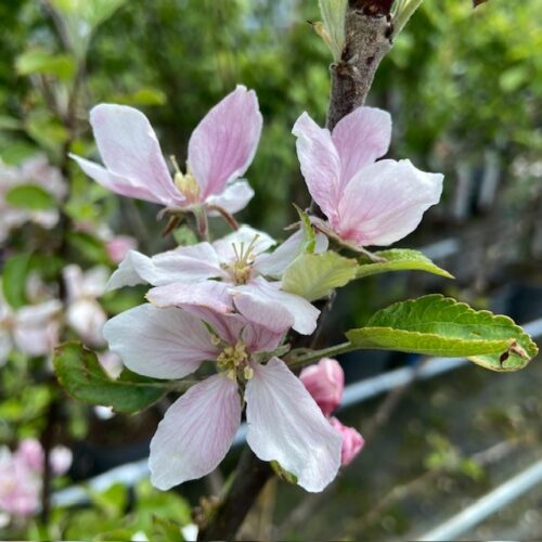 Appelbloesem Jonagold