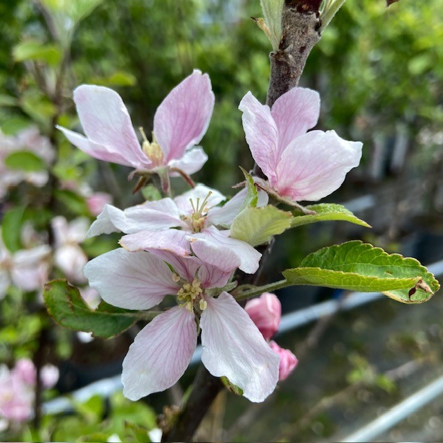 Appelbloesem Jonagold