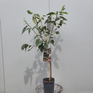 Kersenboom 'Kordia' laagstam