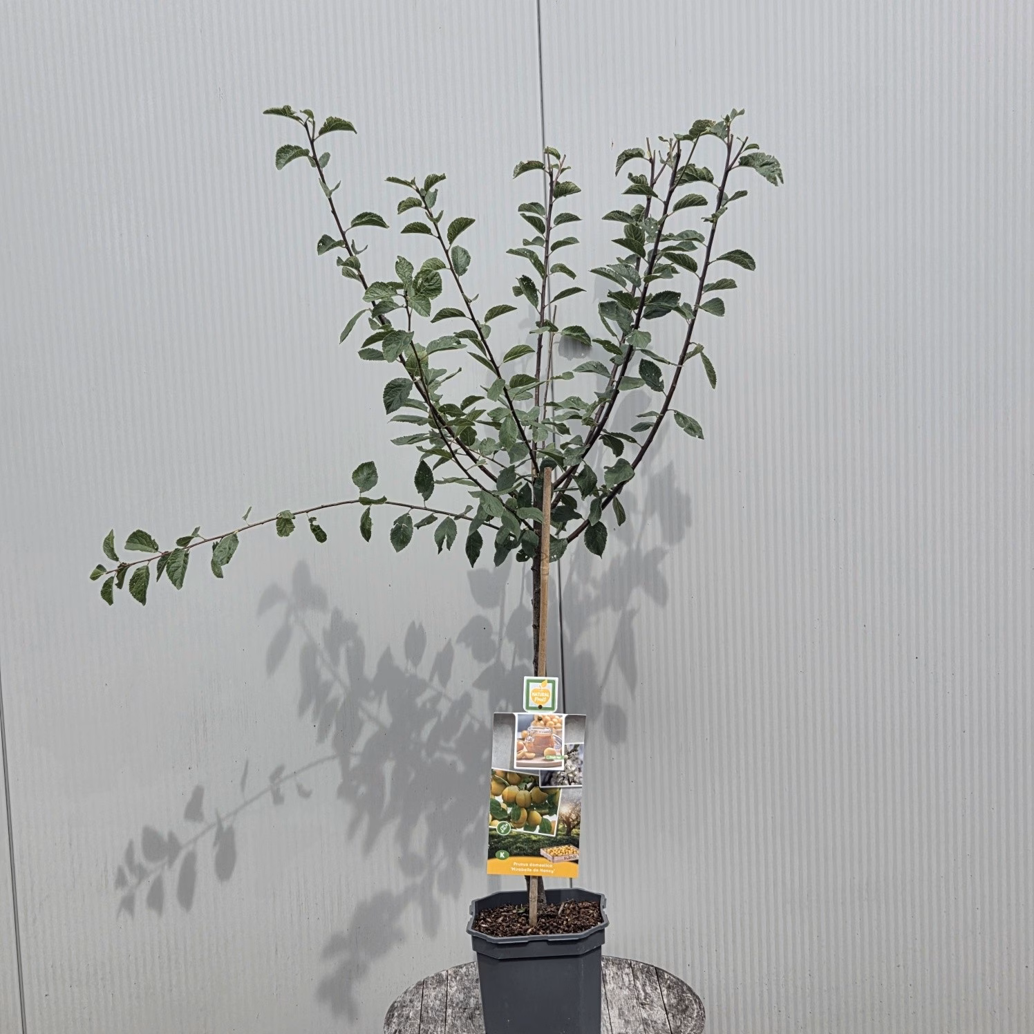 Pruimenboom ‘Mirabelle de Nancy’ laagstam
