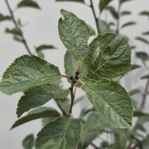 Pruimenboom ‘Mirabelle de Nancy’ laagstam