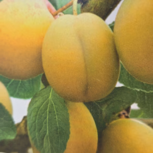 Pruimenboom ‘Mirabelle de Nancy’ laagstam