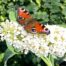 Buddleja d. White profusion (Vlinderstruik)