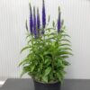 Veronica Spicata 'Ulster Dwarf Blue' (ereprijs)