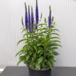 Veronica Spicata 'Ulster Dwarf Blue' (ereprijs)