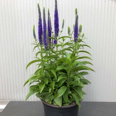 Veronica Spicata 'Ulster Dwarf Blue' (ereprijs)