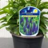 Veronica Spicata 'Ulster Dwarf Blue' (ereprijs)