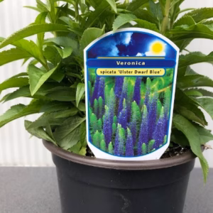Veronica Spicata 'Ulster Dwarf Blue' (ereprijs)