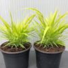 Hakonechloa macra 'All Gold' (hakonegras)