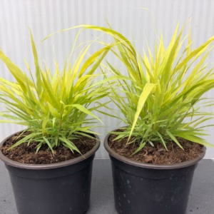 Hakonechloa macra 'All Gold' (hakonegras)