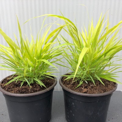 Hakonechloa macra 'All Gold' (hakonegras)