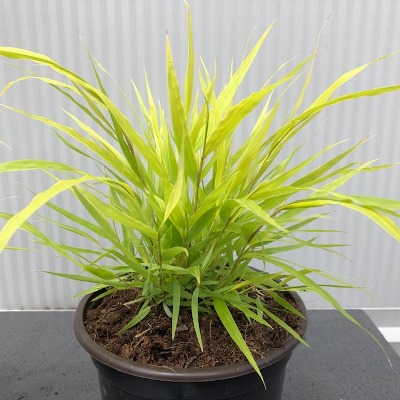 Hakonechloa macra 'All Gold' (hakonegras)