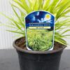 Hakonechloa macra 'All Gold' (hakonegras)