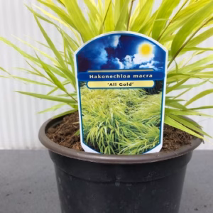 Hakonechloa macra 'All Gold' (hakonegras)