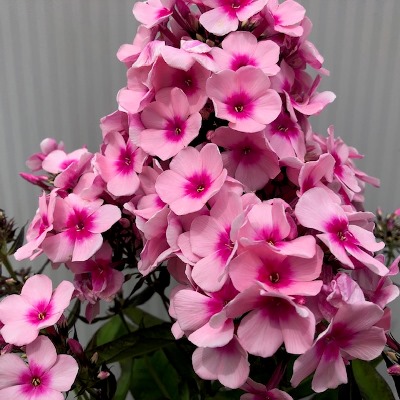 Phlox (Vlambloem)