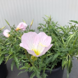 Oenothera spec. 'Siskiyou Pink' (Teunisbloem)