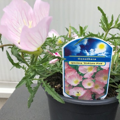 Oenothera spec. 'Siskiyou Pink' (Teunisbloem)