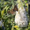 Buddleja d. Alba(Vlinderstruik)