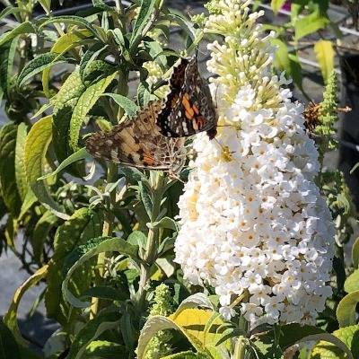 Buddleja d. Alba(Vlinderstruik)