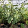 Ficus carica, (Vijgenboom) op stam