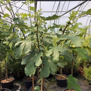 Ficus carica, (Vijgenboom) op stam