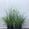 Pennisetum 'Hameln" (Lampenpoetsersgras)