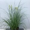 Pennisetum Hameln  - Lampenpoetsersgras, 5 liter pot - Afbeelding 2