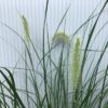Pennisetum 'Hameln" (Lampenpoetsersgras)