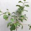 Pruimenboom Laagstam 'Victoria'