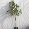 Appelboom laagstam 'Elstar'