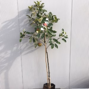 Appelboom laagstam 'Elstar'