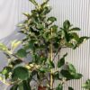 Appelboom laagstam 'Elstar'