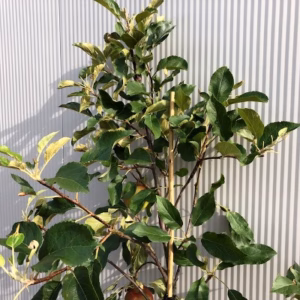 Appelboom laagstam 'Elstar'