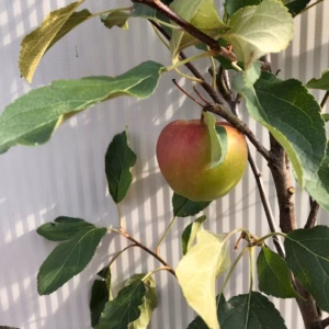 Appelboom laagstam 'Elstar'