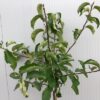 Appelboom laagstam 'Jonagold'