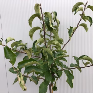 Appelboom laagstam 'Jonagold'