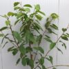 Kersenboom laagstam Regina