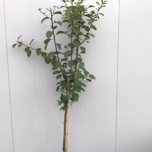 Pruimenboom Laagstam 'Opal'