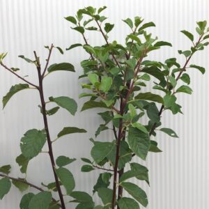 Pruimenboom Laagstam 'Opal'