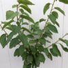 Kersenboom laagstam Kordia
