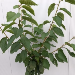 Kersenboom laagstam Kordia