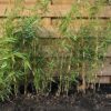 Bamboe Fargesia robusta Campbell 100
