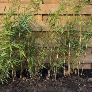 Bamboe Fargesia robusta Campbell 100