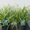 Carex morrowii 'Ice Dance'