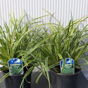 Carex morrowii 'Ice Dance'
