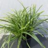 Carex morrowii 'Ice Dance'