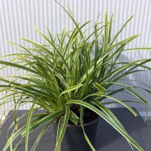 Carex morrowii 'Ice Dance'