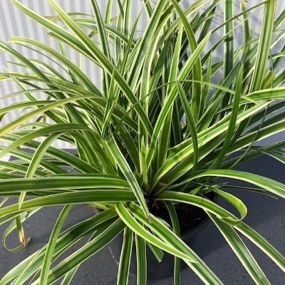 Carex morrowii 'Ice Dance'