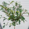 Photinia fraseri 'Red Robin' op stam 120 cm