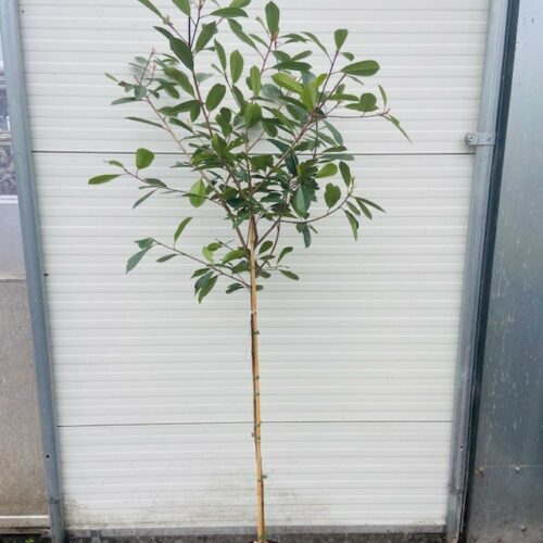 Photinia fraseri 'Red Robin' op stam 120 cm